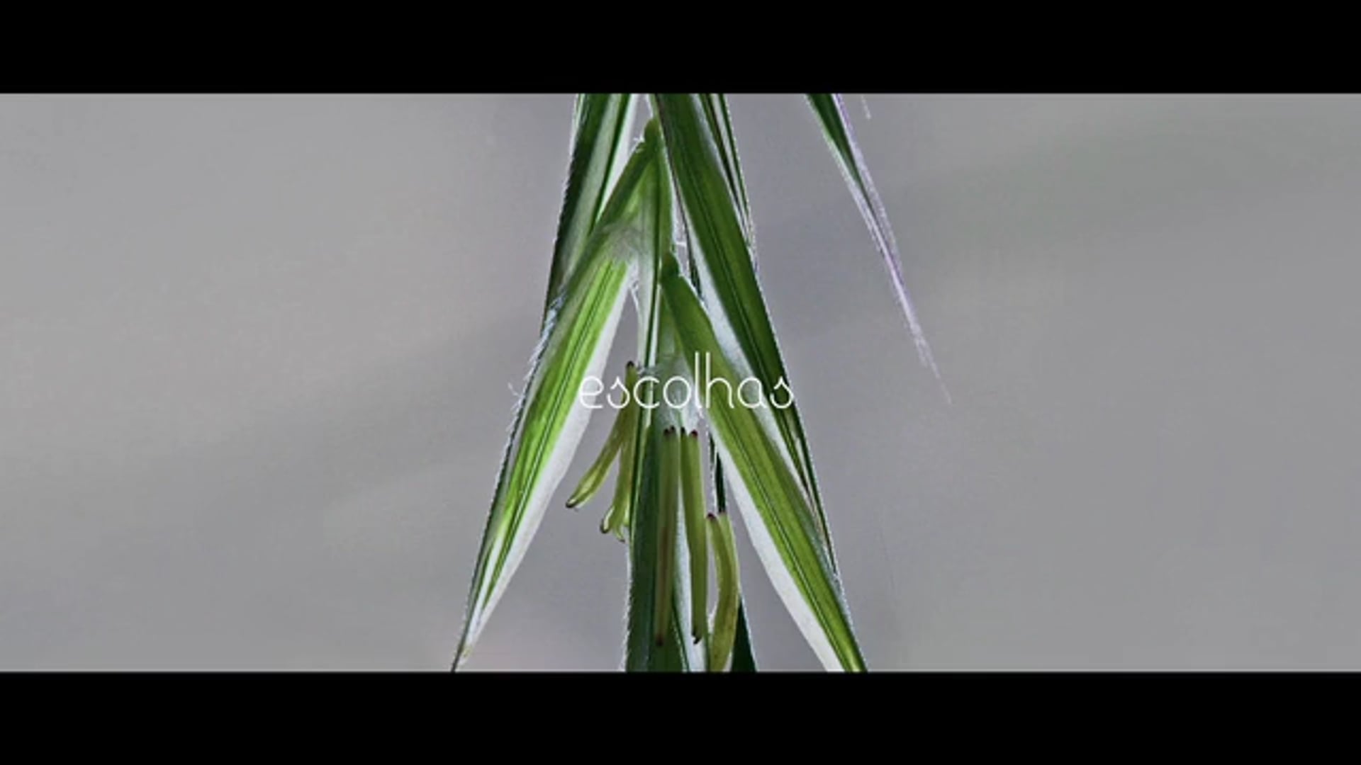 ESCOLHAS_WILD OAT
