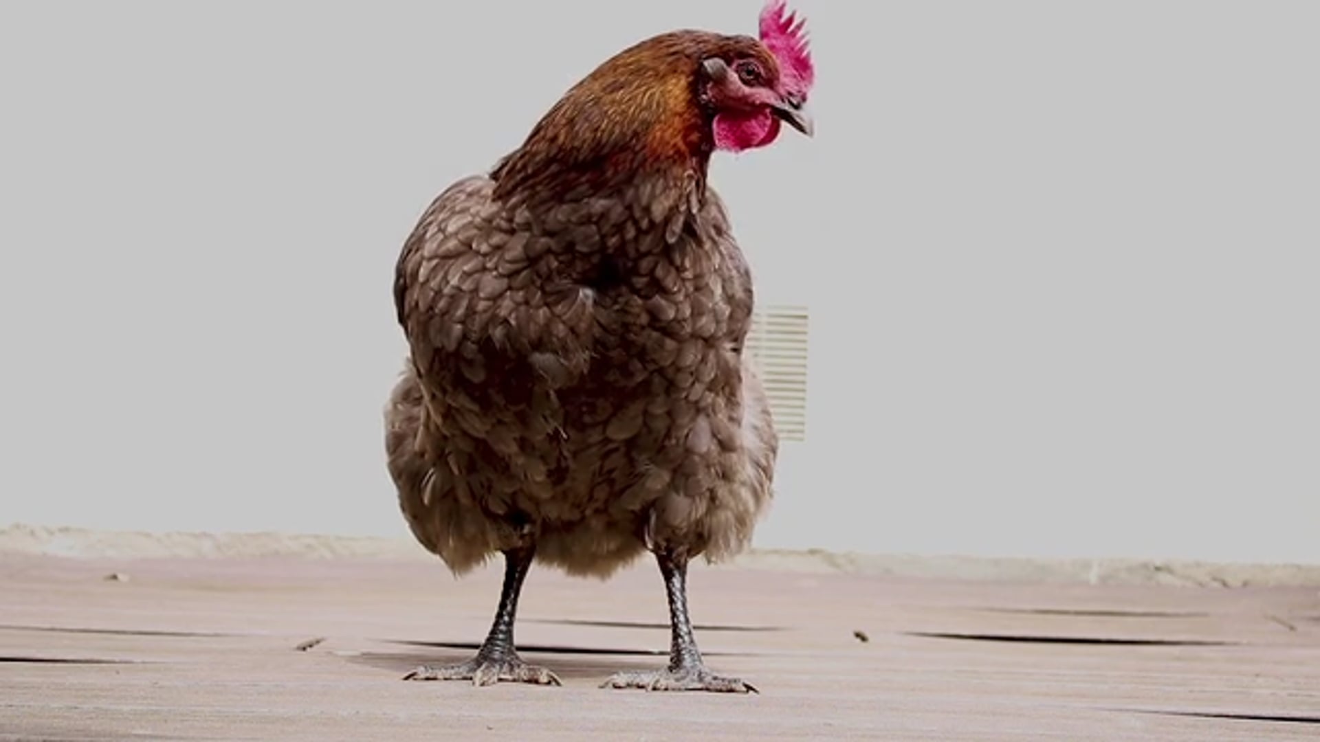 Poulet n°728120 - Reprise de Katerine