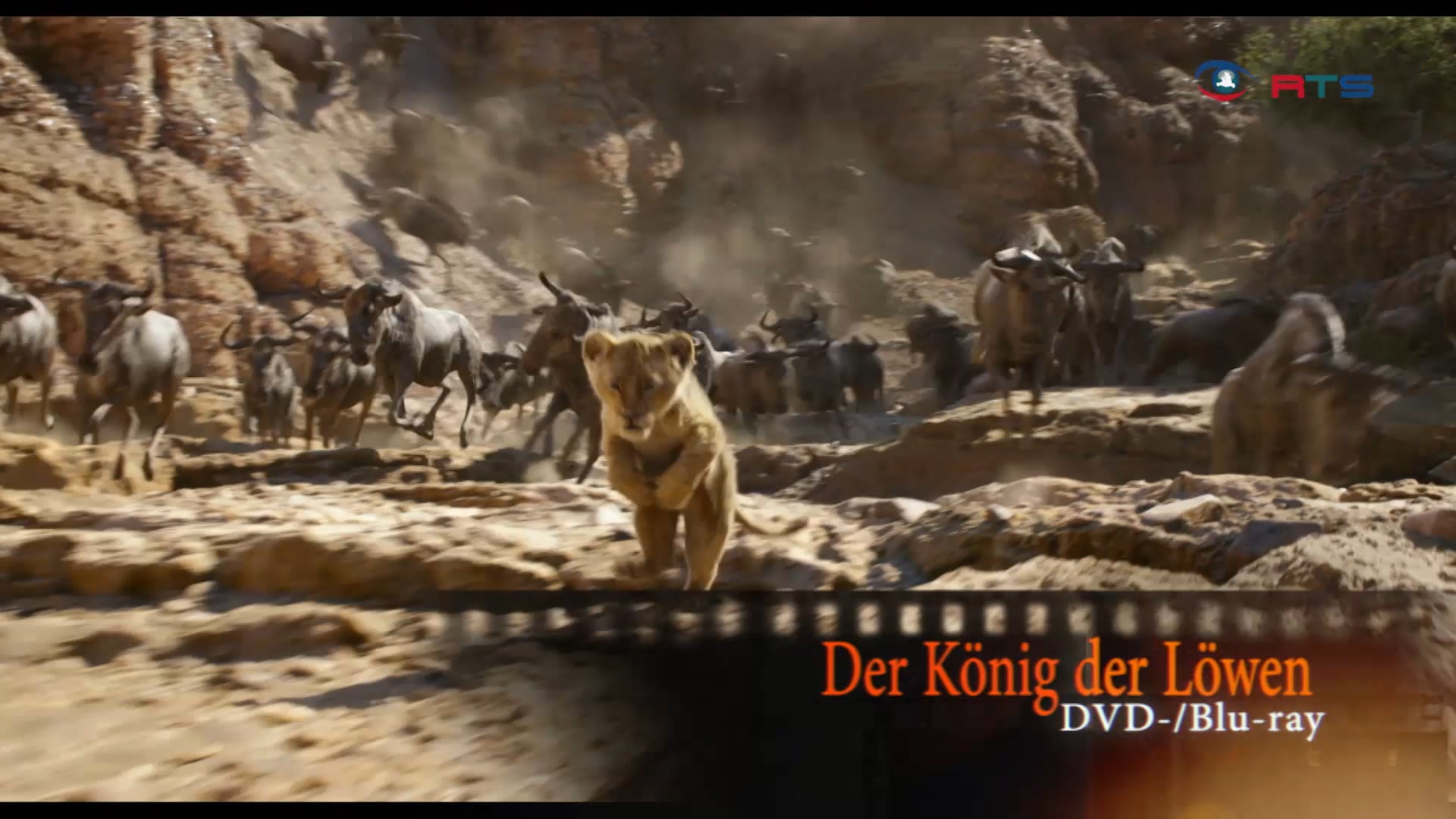 dvd-tipp-der-koenig-der-loewen
