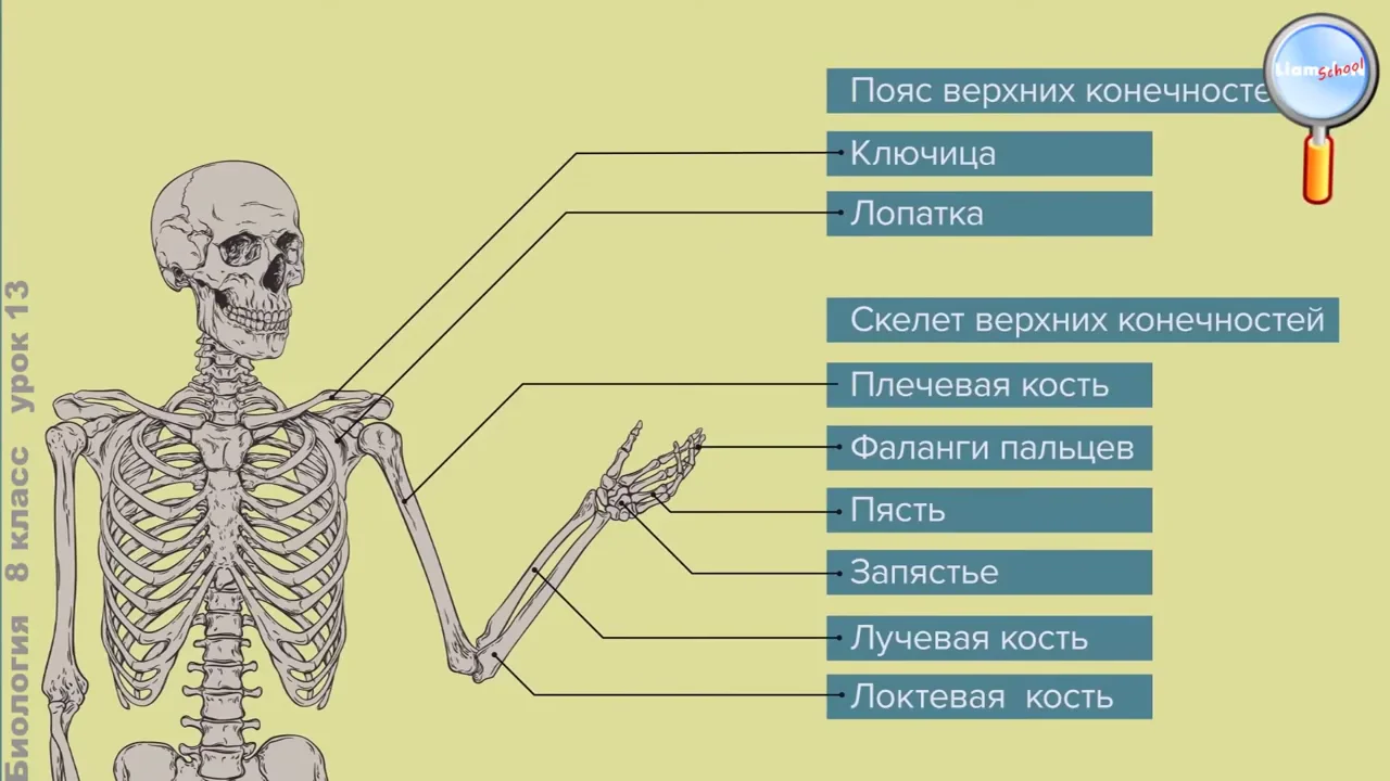 Кости человека картинки