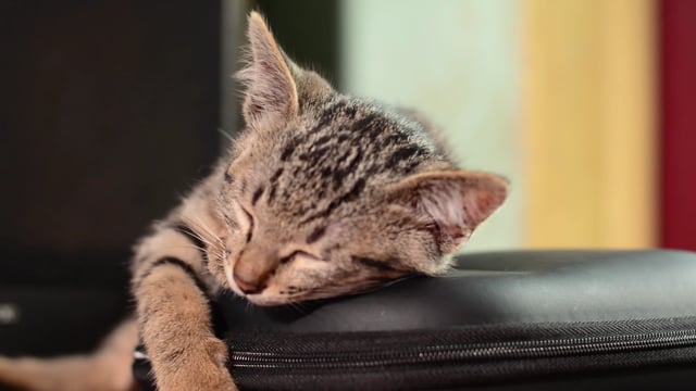 90+ Free Kitten & Cat Videos, HD & 4K Clips - Pixabay