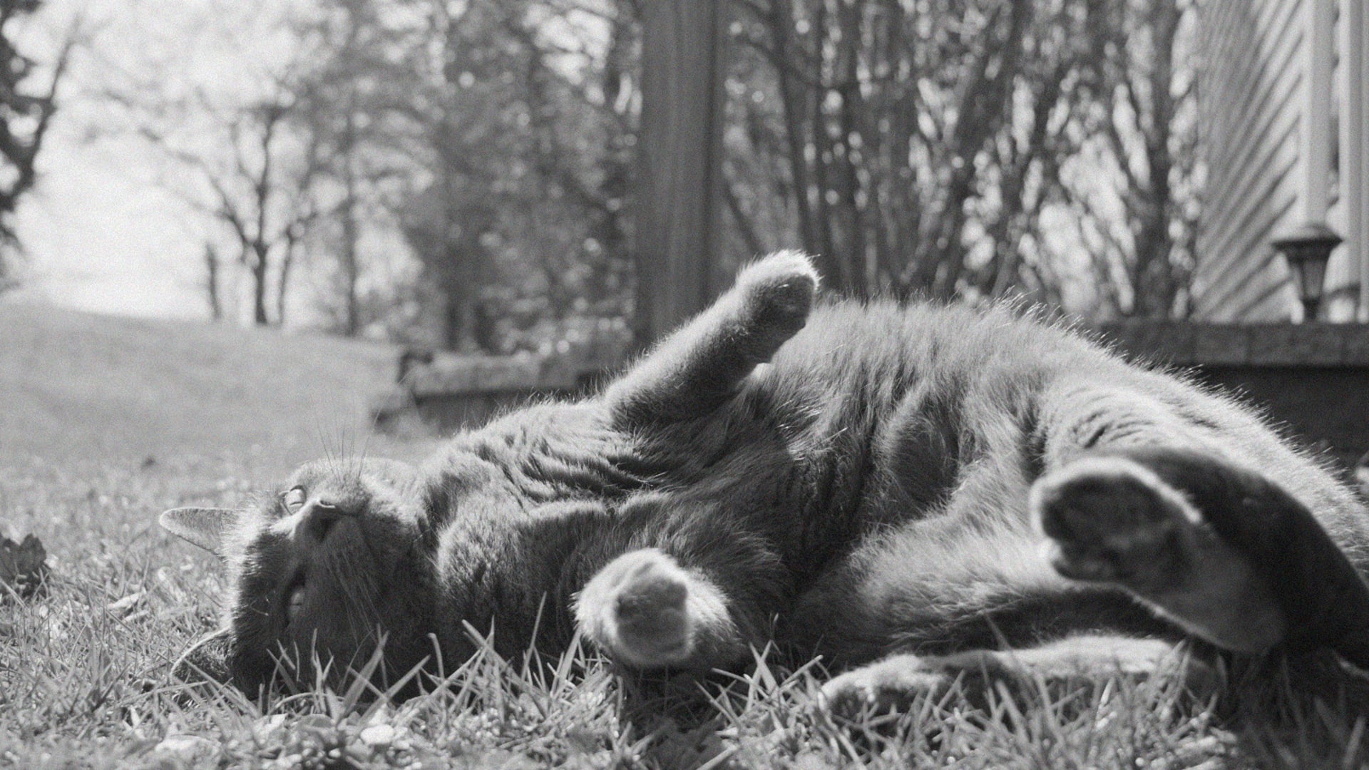 Cat Noir - Satin Doll - By Greg Brown, Kara & Adam White