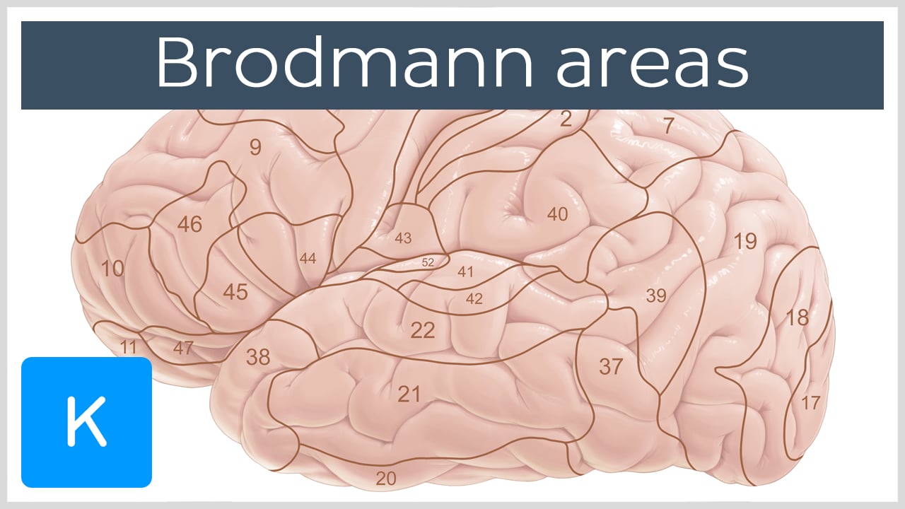 Brodmann Areas: Anatomy And Functions Kenhub | atelier-yuwa.ciao.jp