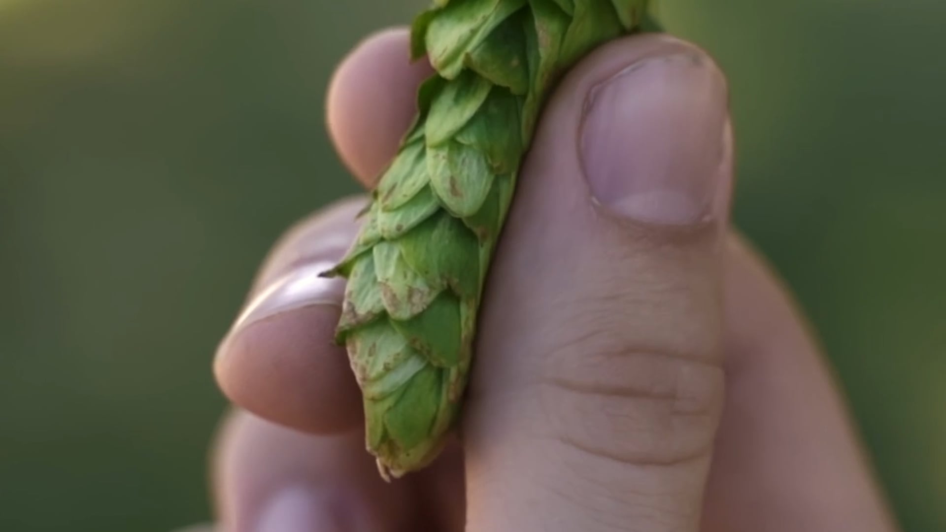 Fernández IPA / Cerveza Patagonia