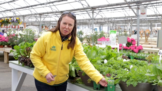 How to Grow & Harvest Lettuce Bowls