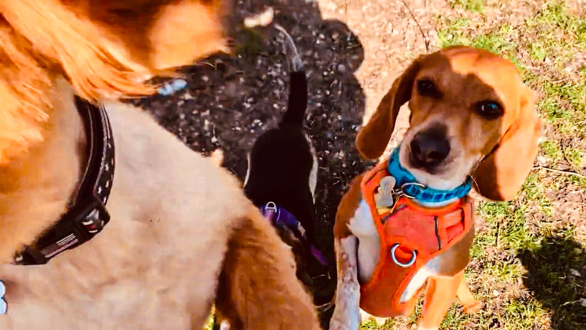 A Week's Worth of Wagventures