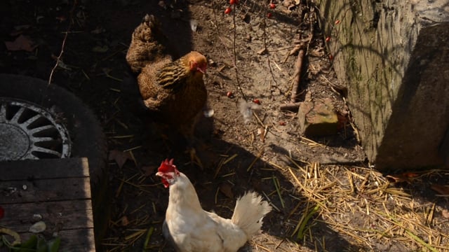 Maison de quartier des Libellules - Les poules
