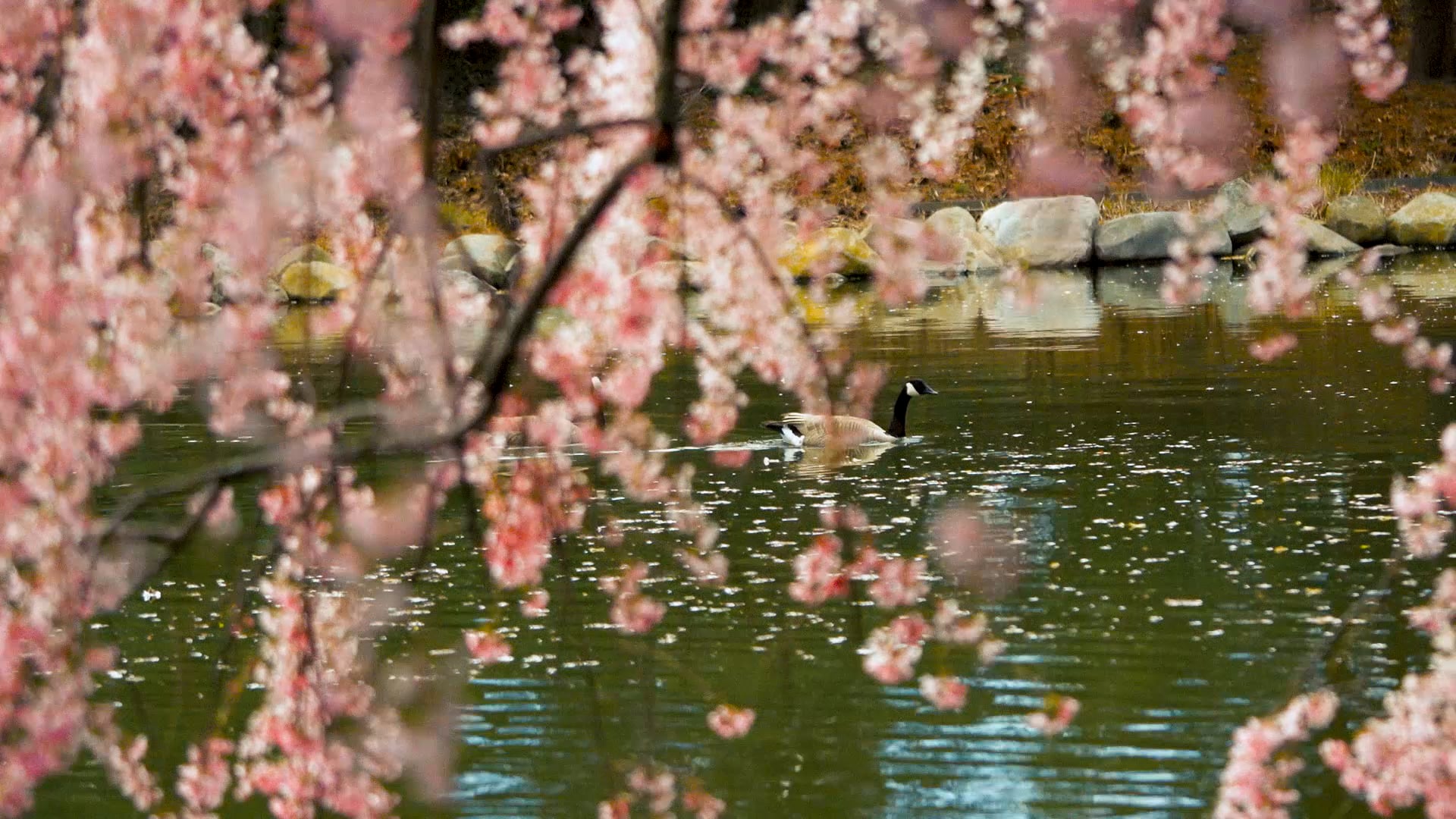 Brooklyn Botanic Gardens - Japanese Gardens in Spring