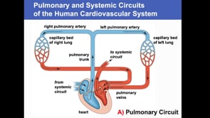 John Morrissey: The Human Heart guest lecture
