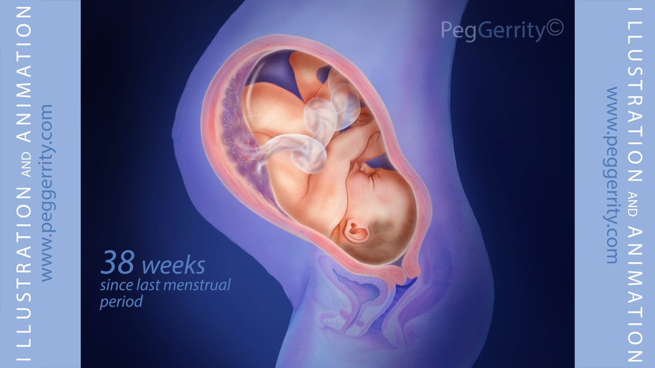 40-weeks-of-pregnancy-in-thirty-seconds-on-vimeo