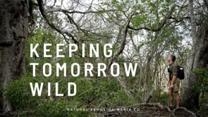 Keeping Tomorrow Wild