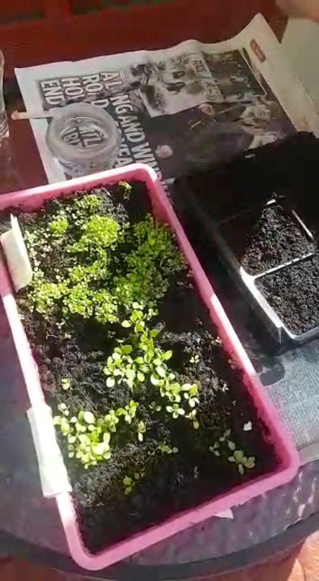 Garden tips from Brian