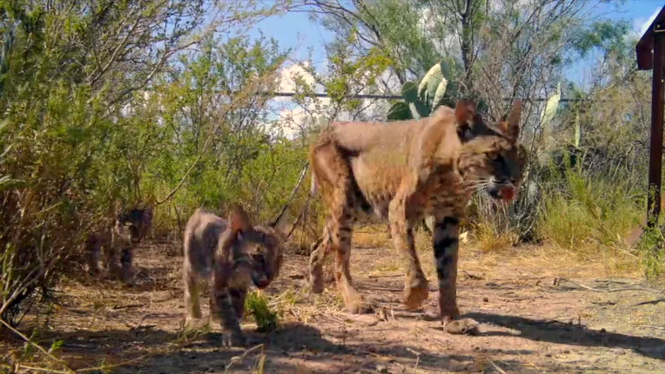 We Are the Bobcats by Karine Aigner