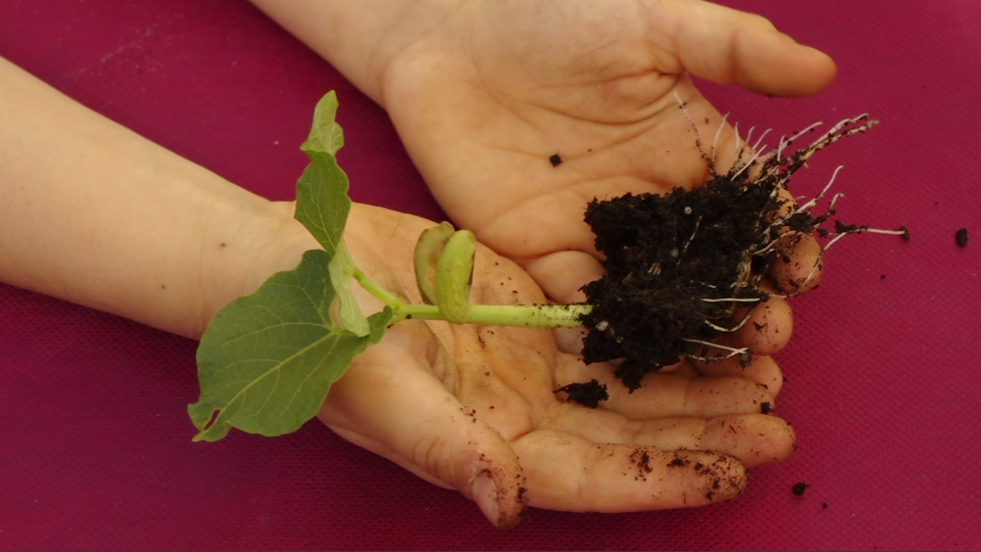 PIANTIAMOLA, semina dei fagioli, 3° puntata