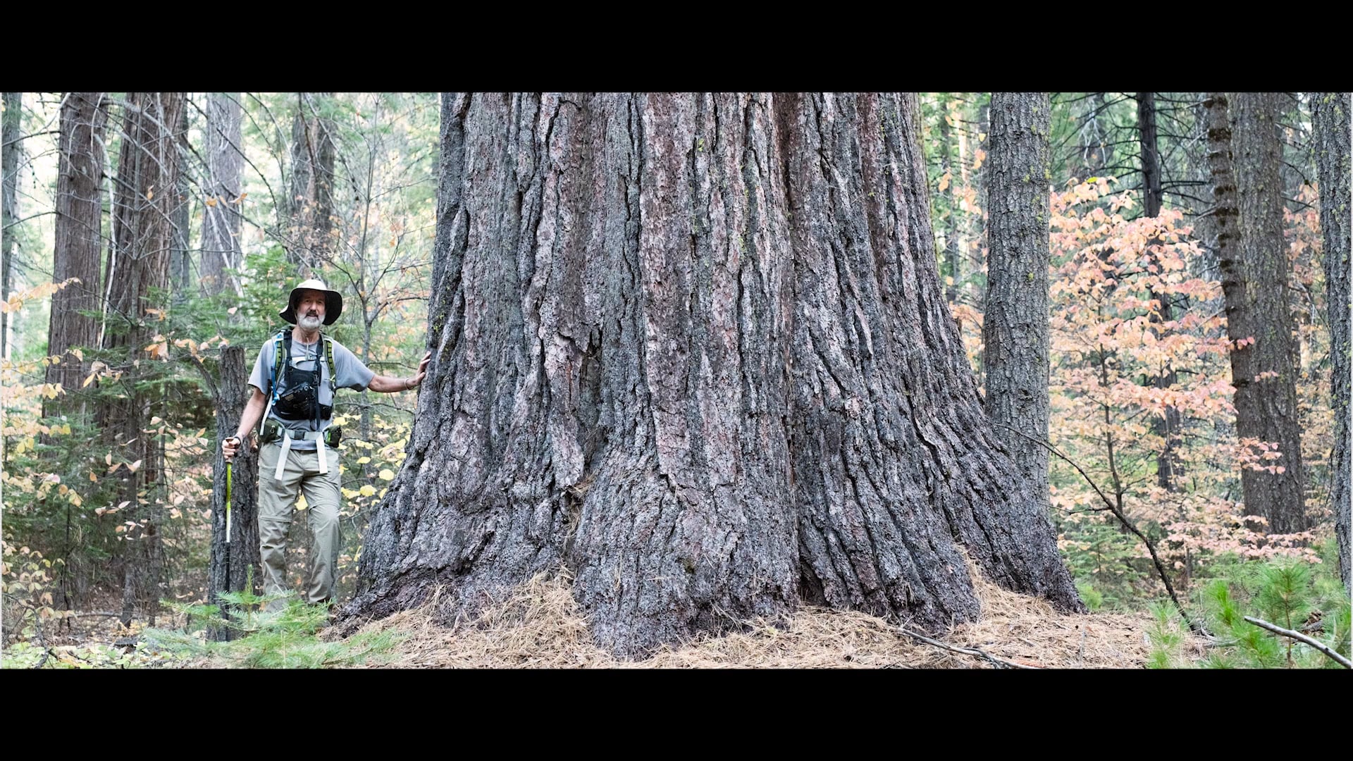 Discovering the Worlds Largest Pine Tree