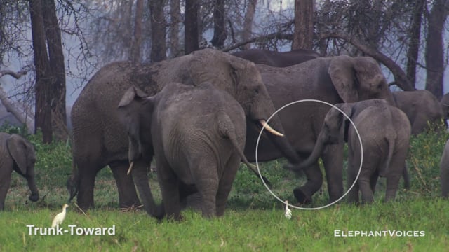 Trunk-Toward. Context: Advertisement & Attraction (1)
