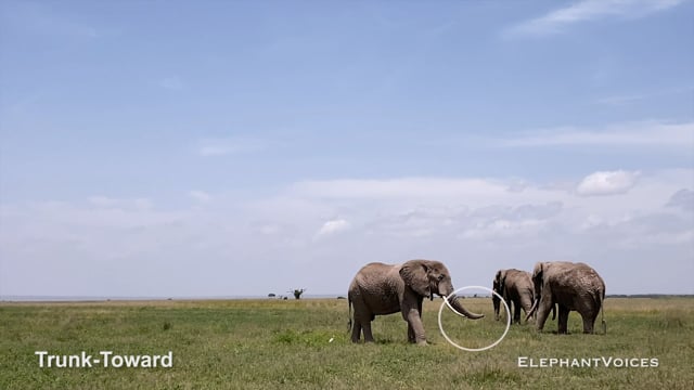 Trunk-Toward. Context: Advertisement & Attraction (2)