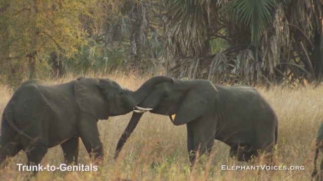 Trunk-to-Genitals. Context: Social Play (2)