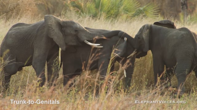 Trunk-to-Genitals. Context: Social Play (3)