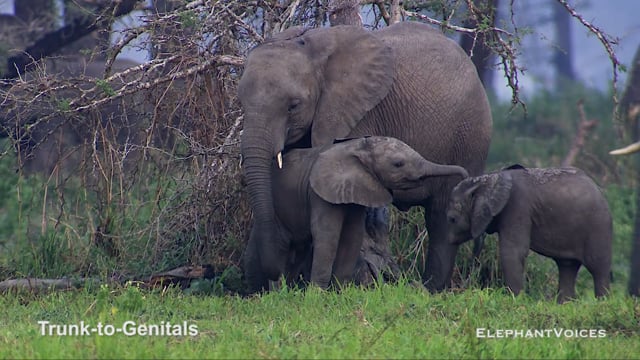 Trunk-to-Genitals. Context: Calf Reassurance & Protection (10)