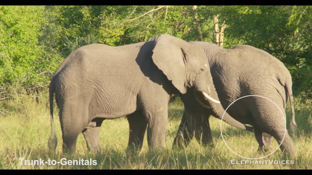 Trunk-to-Genitals. Context: Affiliative (4)