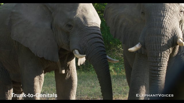 Trunk-to-Genitals. Context: Affiliative (3)