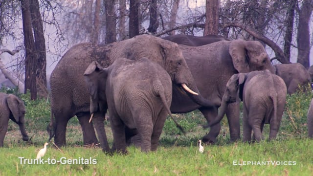 Trunk-to-Genitals. Context: Advertisement & Attraction (9)