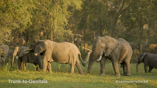 Trunk-to-Genitals. Context: Advertisement & Attraction (2)