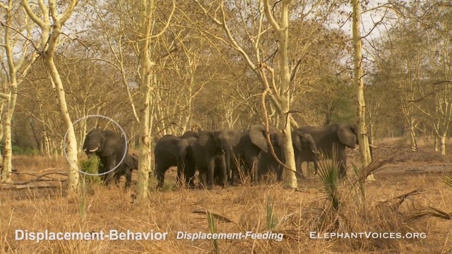 Displacement-Behavior. Context: Conflict & Confrontation (2)