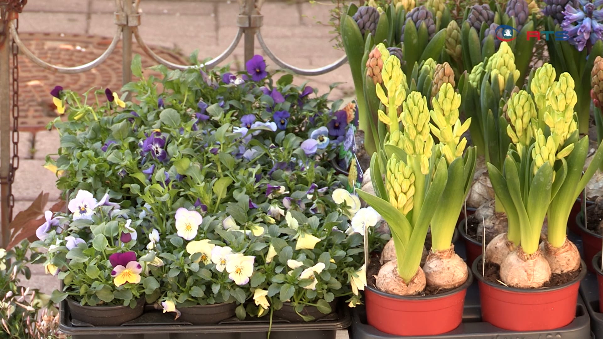 tipps-fuer-balkon-und-gartenpflanzen-blumen-ruhnau-startet-wieder-durch