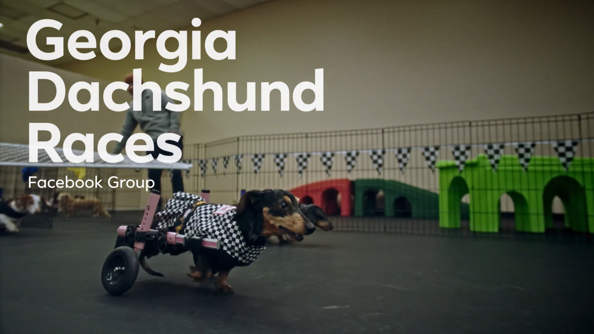 Story Of Us DACHSHUND LONGFORM 2019