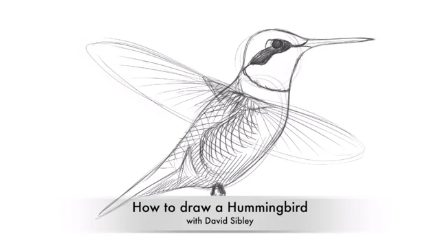 See drawing tutorial video or drawing demonstration video of how to draw.