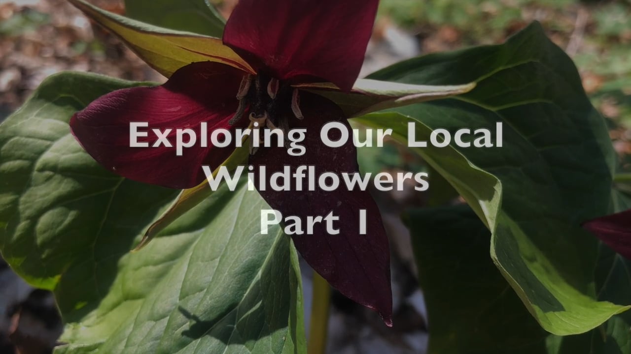 Spring Wildflowers: Part 1