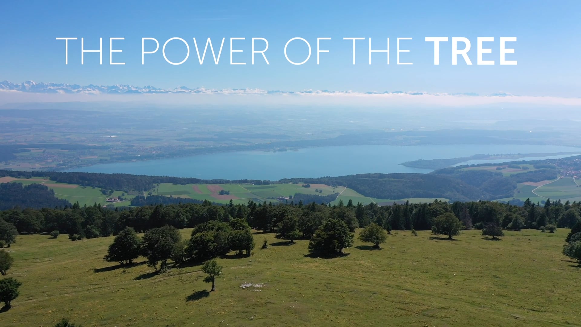 TEASER The power of the tree