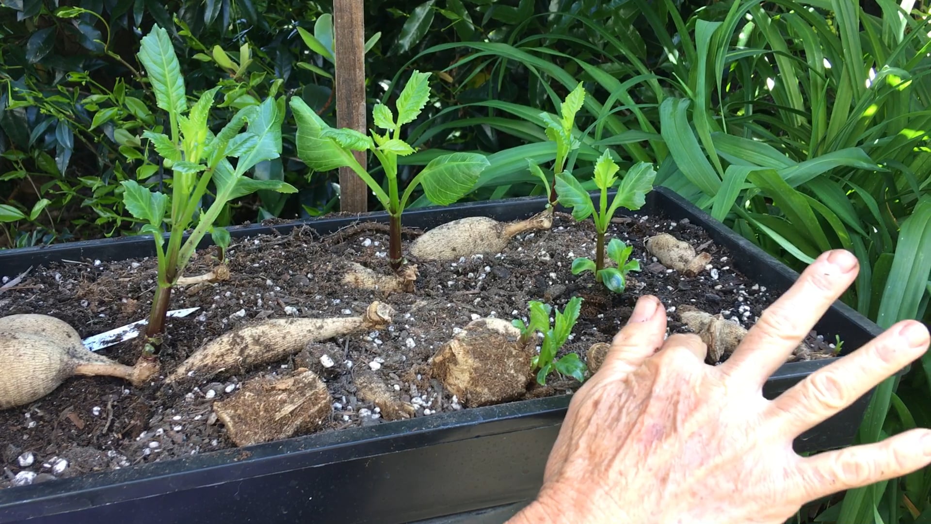 Planting dahlias in pots