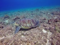 Sea Turtle