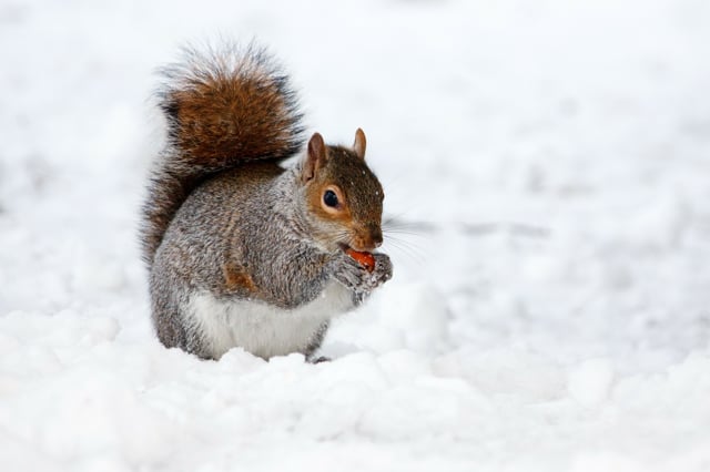 Column: How do animals survive winter in northern Minnesota?