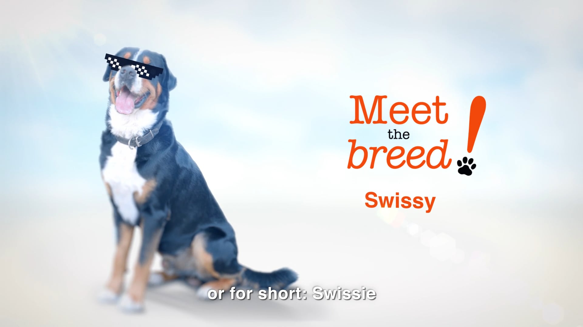 Meet the Breed - Greater Swiss Mountain Dog