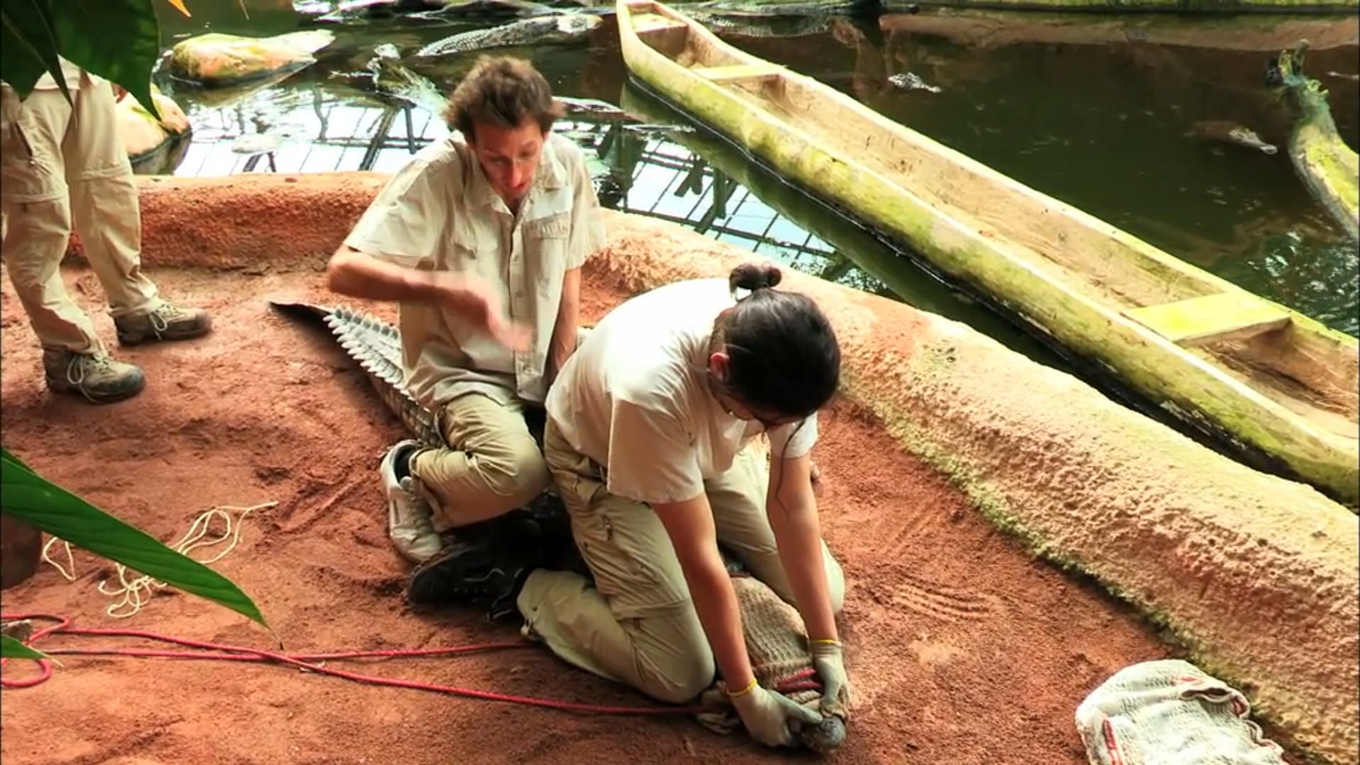 TFOU LAB / TF1 / 2014 / Attraper un crocodile sans se faire mordre