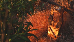 SONG OF THE SERPENT TEASER/PROOF OF CONCEPT-2019