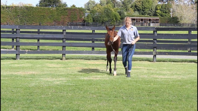 Lot 5