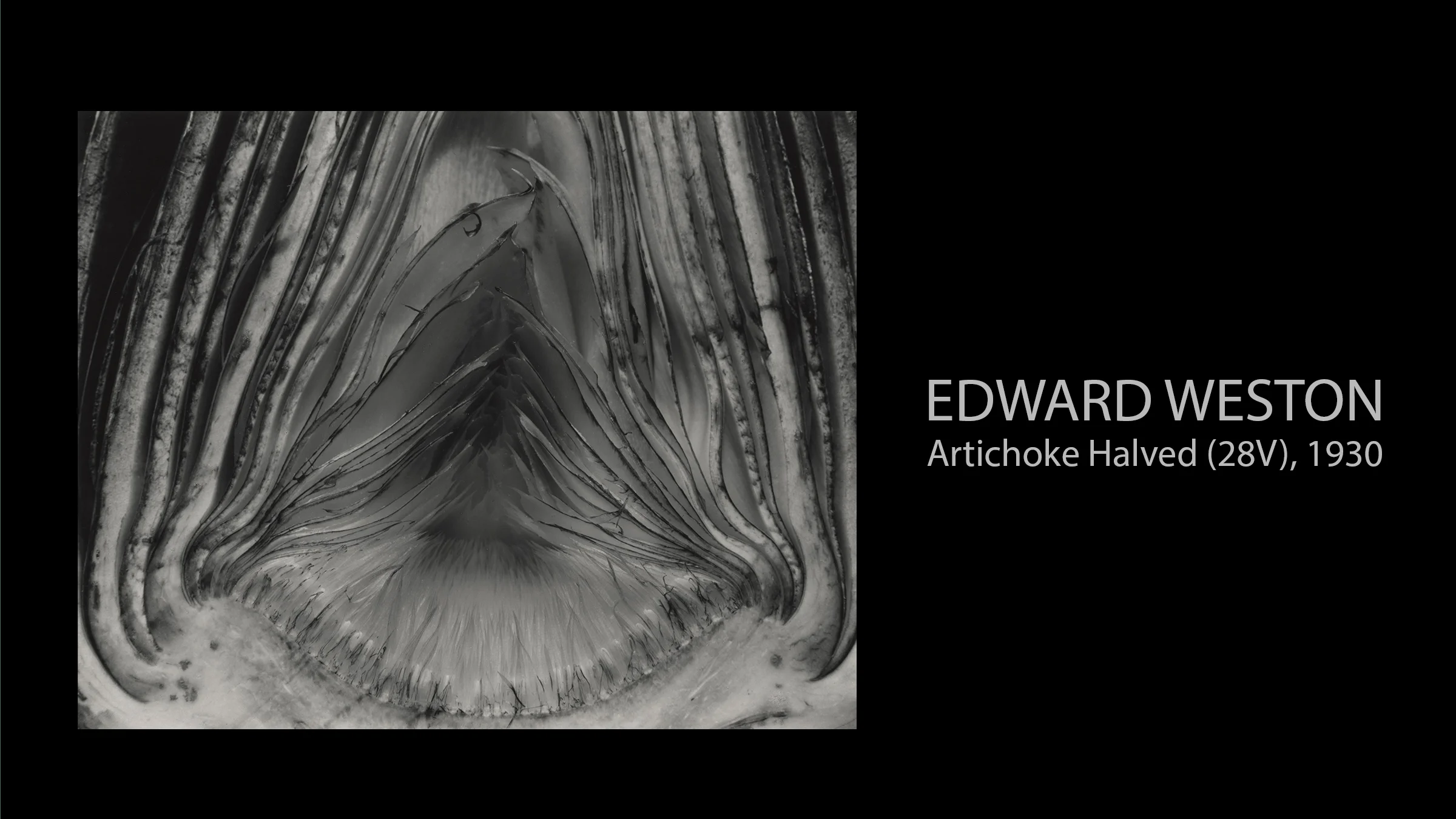 Edward Weston | Artichoke Halved - Photography West Incorporated
