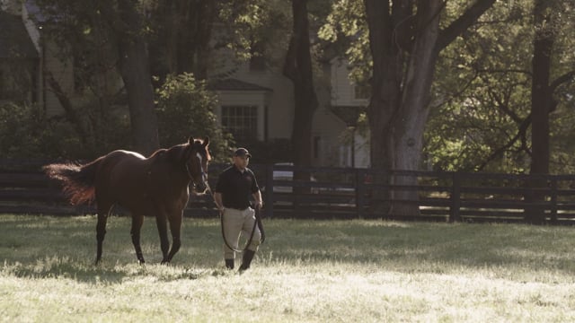 Goldencents Commercial | 2020