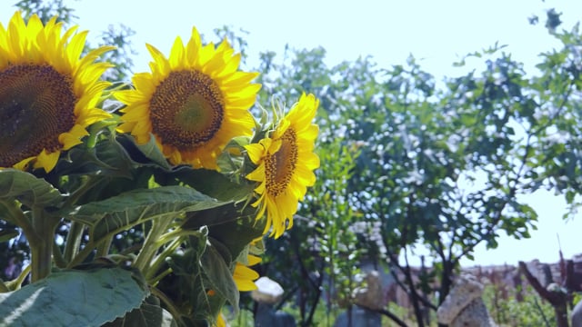 short essay on sunflower