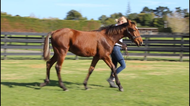 Lot 86