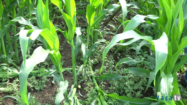 Rede de ensaios de valor agronómico de variedades comerciais de millo forraxeiro en Galicia