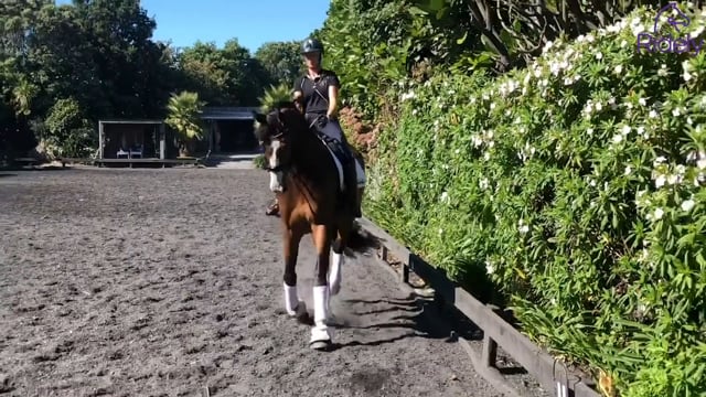 Mastering shoulder in at trot