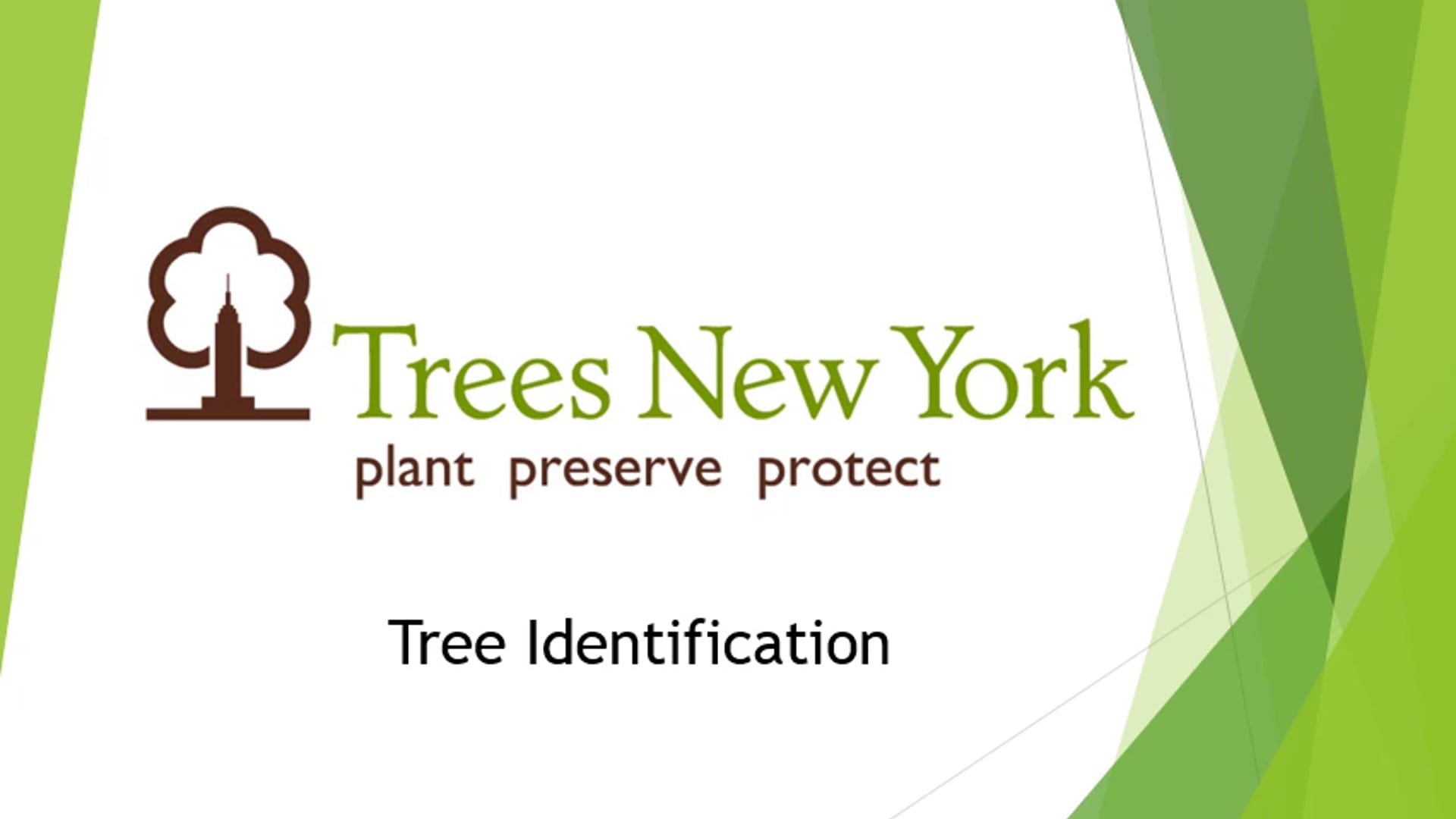 Street Tree Identification 