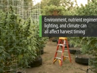 Maximize Your Yield: Knowing the Perfect Time to Harvest & Dry Cannabis