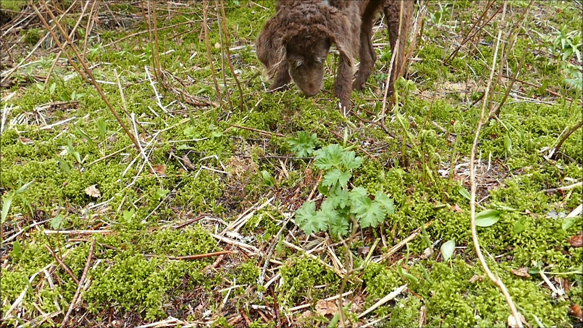 Training our Dog to find Truffles on Vimeo